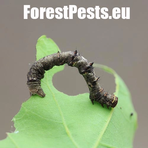 Piadivka hru&scaron;kov&aacute;