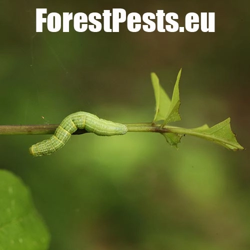 Piadivka jesenn&aacute;