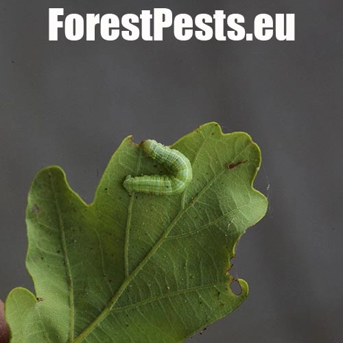 Piadivka jesenn&aacute;