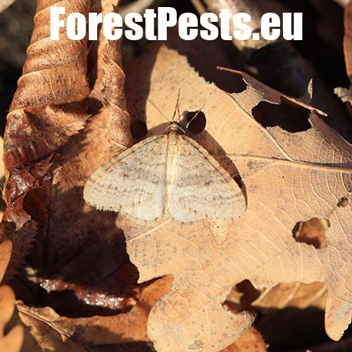 Piadivka jesenn&aacute;