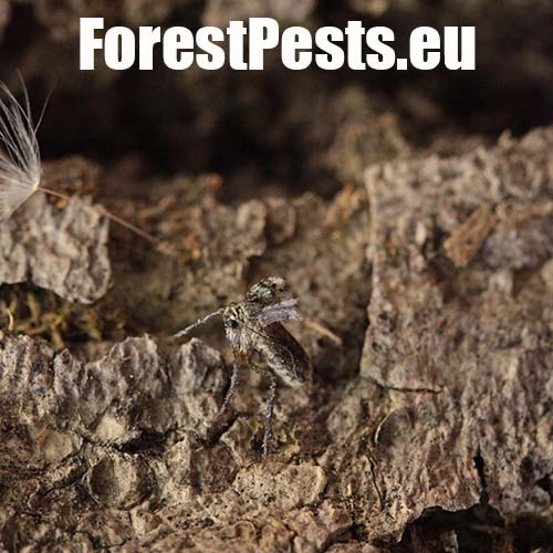 Piadivka jesenn&aacute;