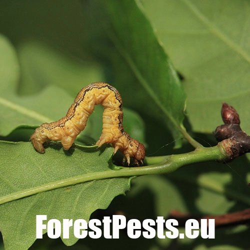 Piadivka zimn&aacute;