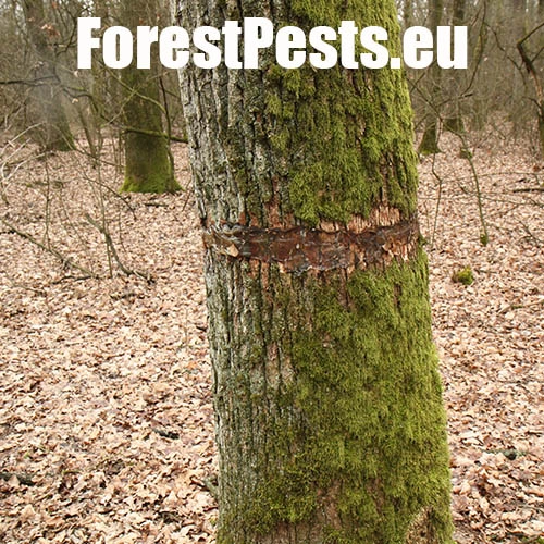 Piadivka zimn&aacute;