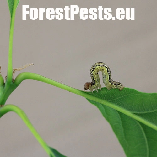 Piadivka zimn&aacute;