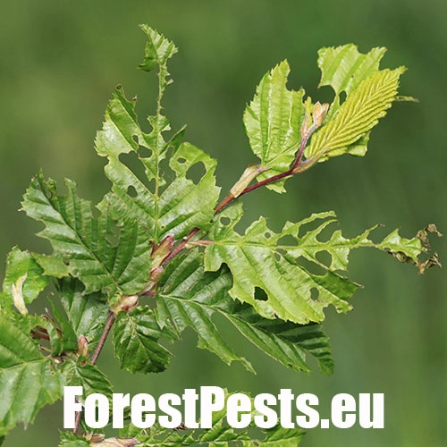 Piadivka zimn&aacute;