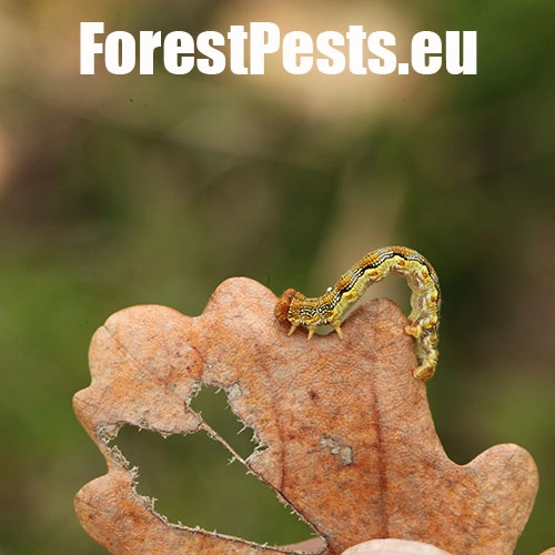 Piadivka zimn&aacute;