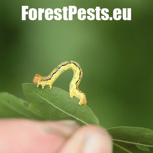 Piadivka zimn&aacute;