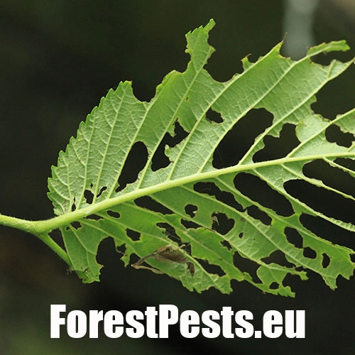 Piadivka zimn&aacute;