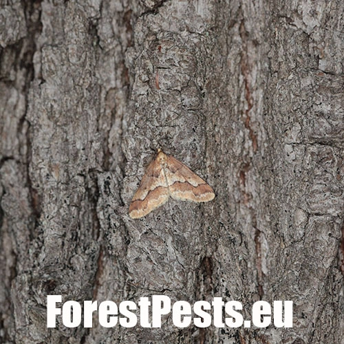 Piadivka zimn&aacute;