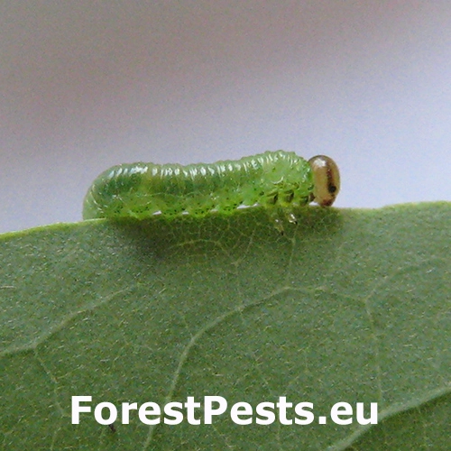 Piliarka ag&aacute;tov&aacute;