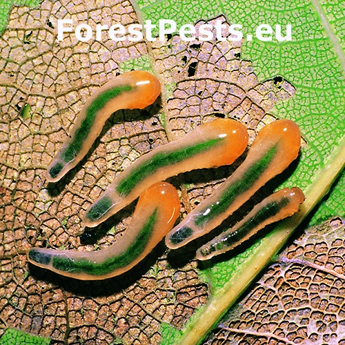 Piliarka Caliroa cinxia