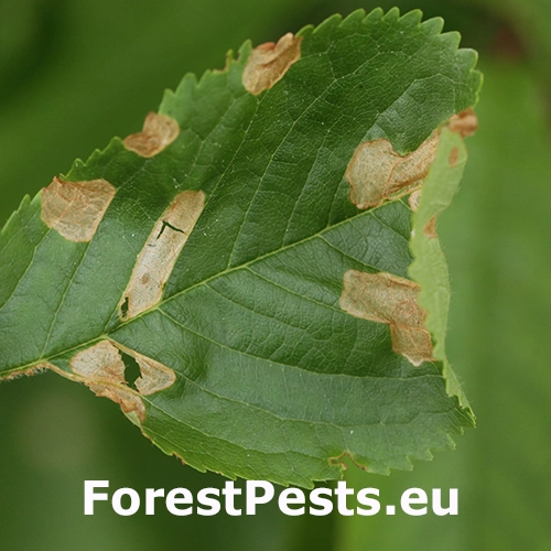 Piliarka Fenusa dohrnii