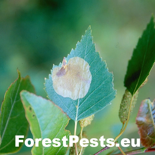 Piliarka Fenusella nana