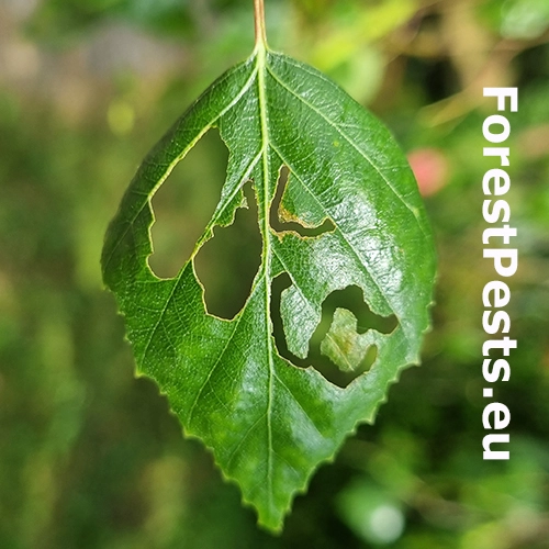 Piliarka Hemichroa australis