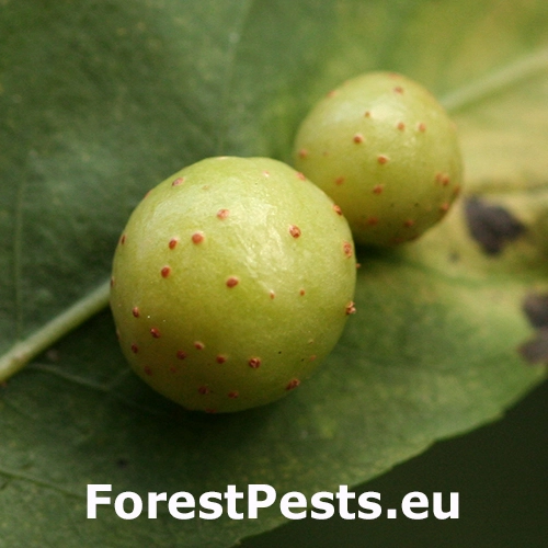 Piliarka hrčkov&aacute;