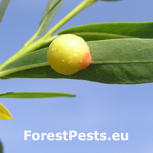 Piliarka hrčkov&aacute;