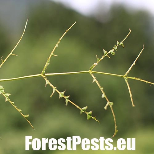 Piliarka jaseňov&aacute; 