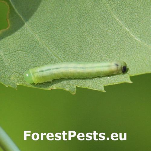 Piliarka jaseňov&aacute; 