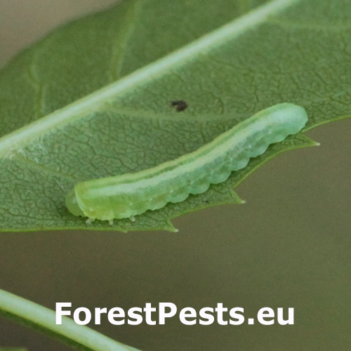 Piliarka jaseňov&aacute; 