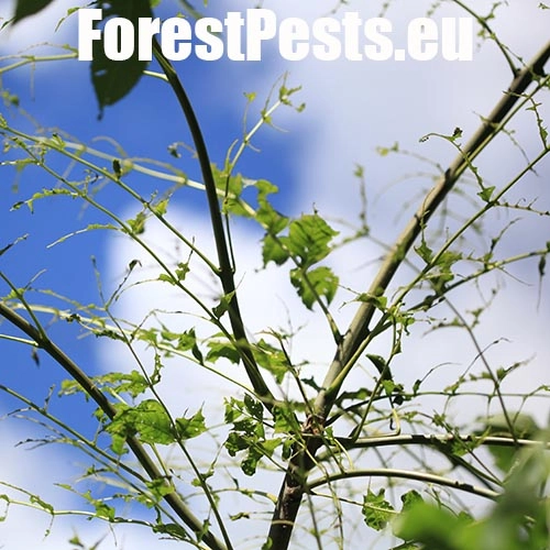 Piliarka jaseňov&aacute; 