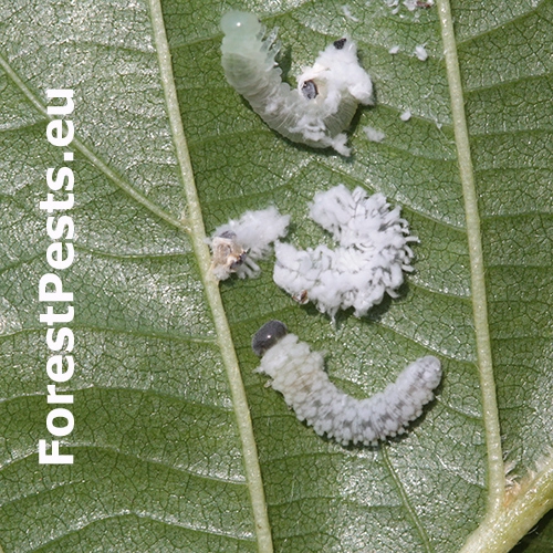 Piliarka jel&scaron;ov&aacute;