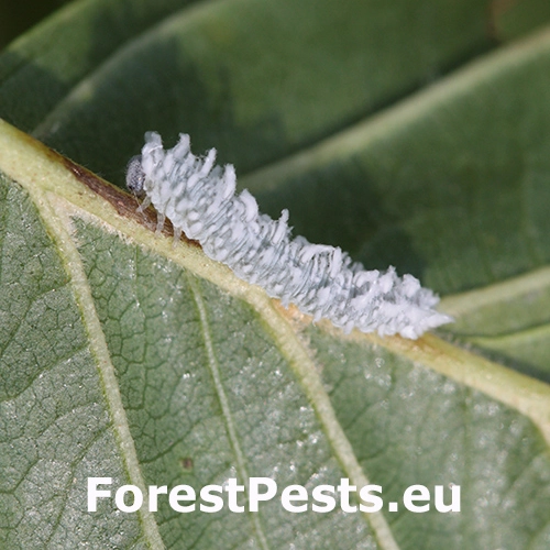 Piliarka jel&scaron;ov&aacute;