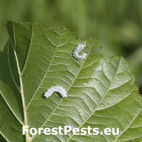 Piliarka jel&scaron;ov&aacute;