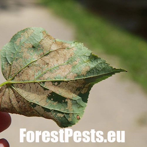 Piliarka lipov&aacute;