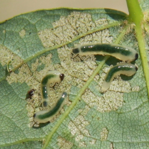 Piliarka lipov&aacute;