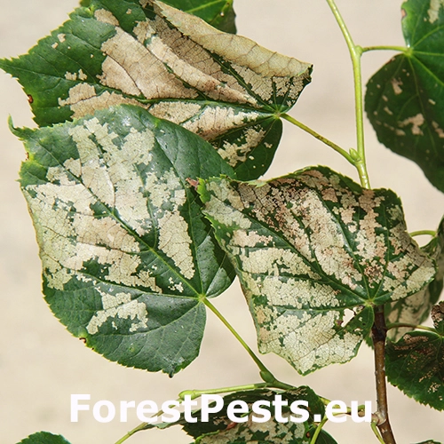 Piliarka lipov&aacute;