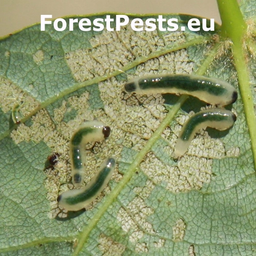 Piliarka lipov&aacute;