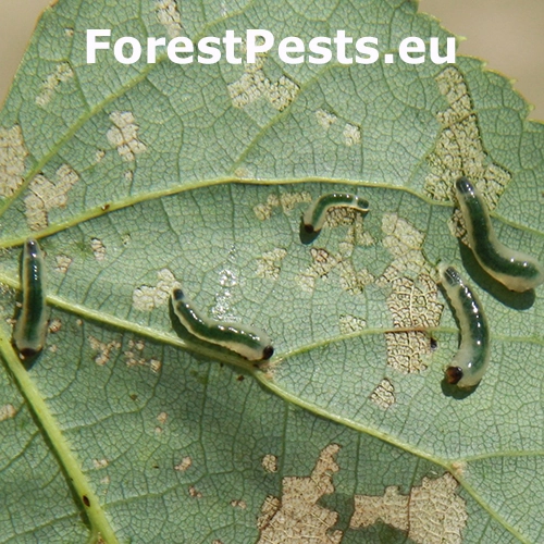 Piliarka lipov&aacute;