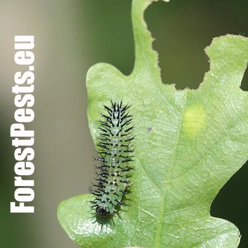 Piliarka Periclista spp. 