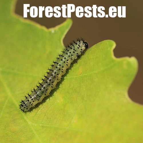 Piliarka Periclista spp. 