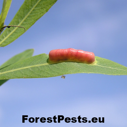 Piliarka Pontania dolichura