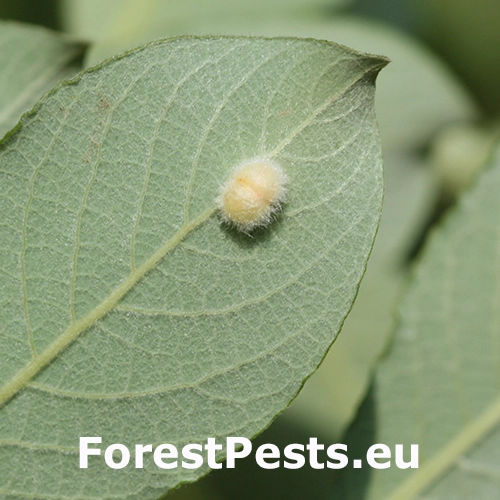 Piliarka Pontania gallarum