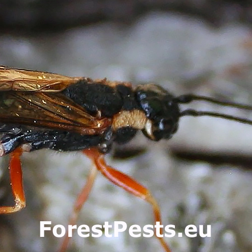 P&iacute;lovka čierna