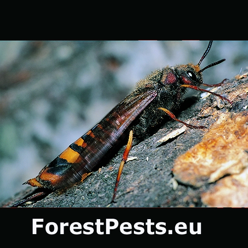 P&iacute;lovka listn&aacute;čov&aacute;