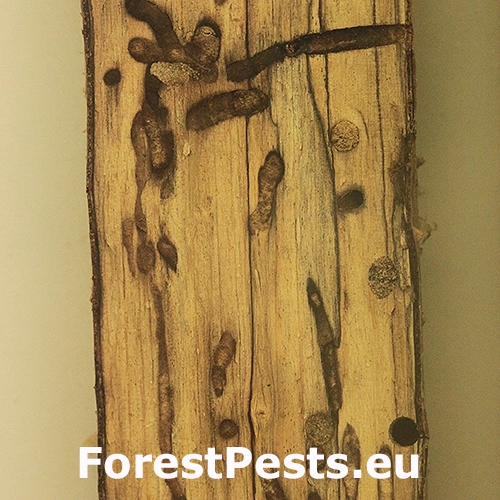 P&iacute;lovka Xiphydria camelus