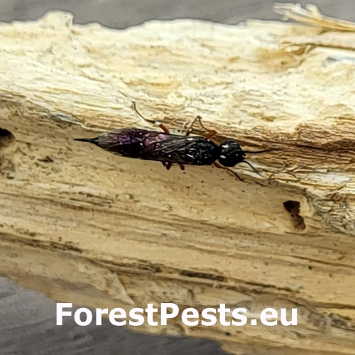 P&iacute;lovka Xiphydria prolongata