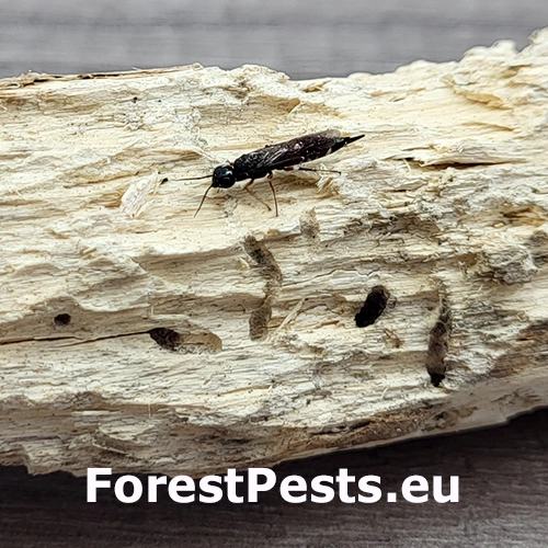 P&iacute;lovka Xiphydria prolongata