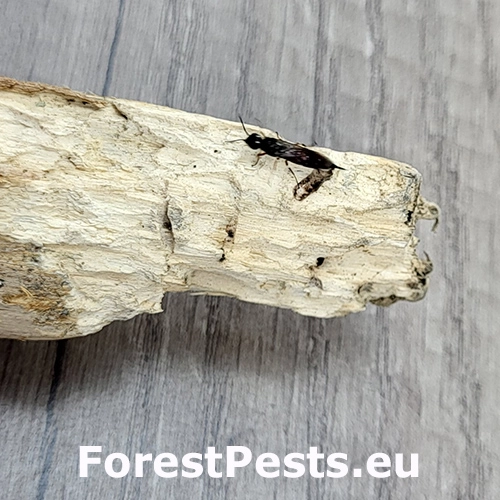 P&iacute;lovka Xiphydria prolongata