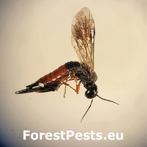 P&iacute;lovka Xiphydria prolongata