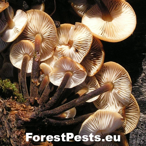 Plamienka zimn&aacute;