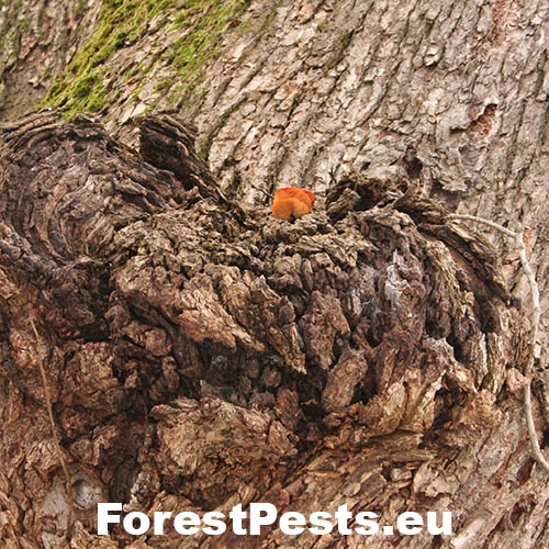 Plamienka zimn&aacute;