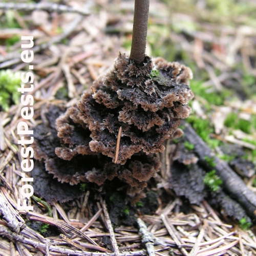 Plesňovka zemn&aacute;