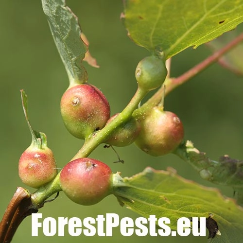 Plodomorka Contarinia petioli