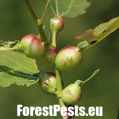 Plodomorka Contarinia petioli