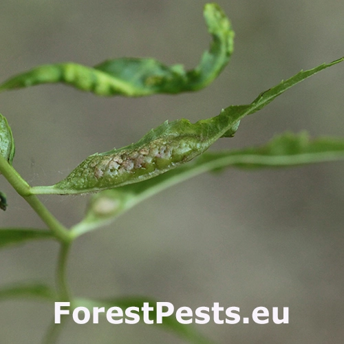 Plodomorka Dasineura acrophila 