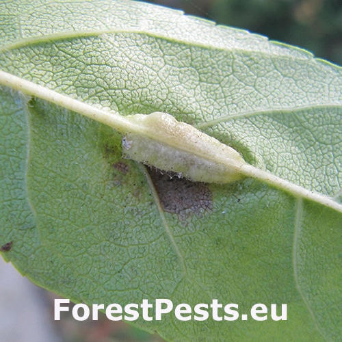 Plodomorka Dasineura fraxini